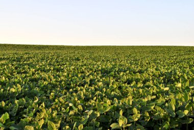 yeşil soya bitkileri tarlada