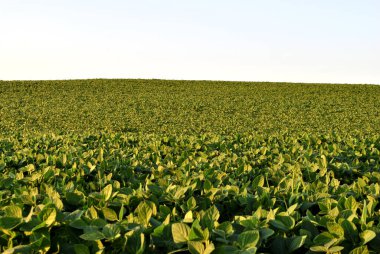 arkaplanda soya fasulyesi tarlası