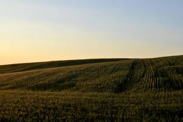 小麦の畑が広がる美しい風景 — ストック写真