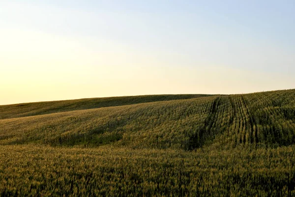 日没の小麦畑 — ストック写真