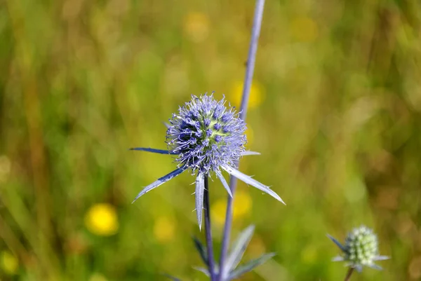 Блакитні Квіти Лузі — стокове фото