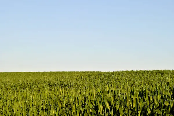 夏のトウモロコシ畑 — ストック写真