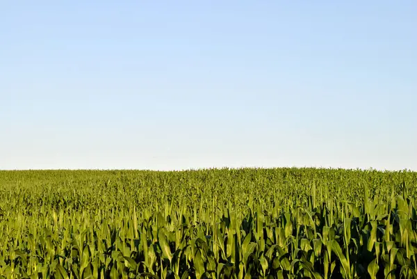 緑の小麦畑とブルースカイの背景 — ストック写真