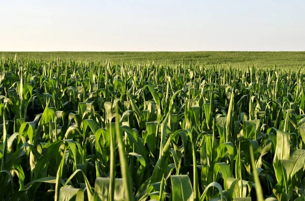 green corn field in summer day