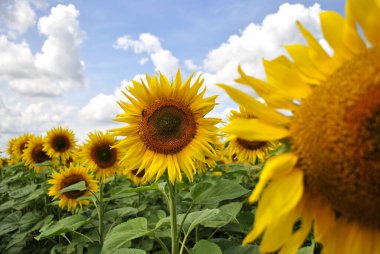 Ayçiçeği tarlası, yaz manzarası