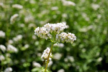 yoncaların beyaz çiçekleri
