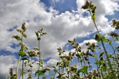 Beyaz bulutların üzerinde mavi gökyüzü