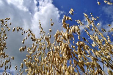 Gökyüzüne karşı kuru otlar.