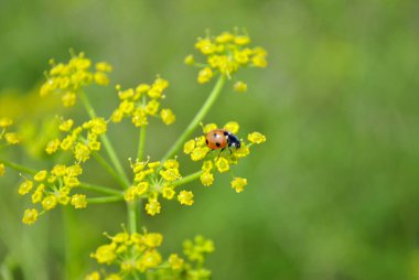 a ladybug sits on a green leaf.