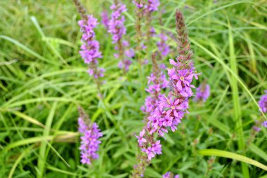 Bahçede mor çiçekler