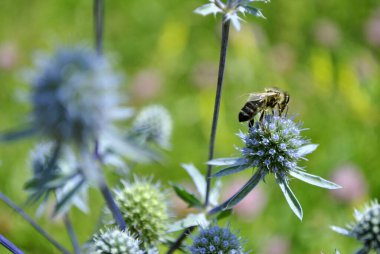 bir çiçek pollinating arı.