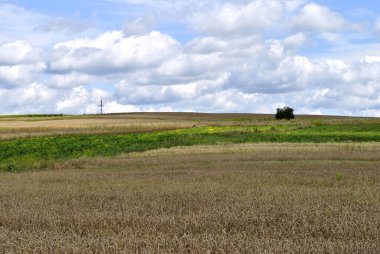 Olgun ve olgun mısır tarlası