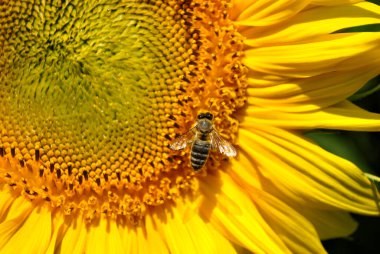 Ayçiçeği Bahçe arıya