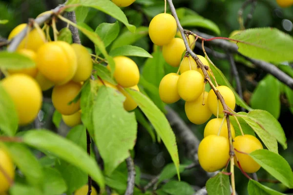 stock image plum fruit on tree