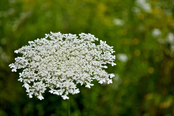 Schöne Weiße Blumen Die Garten Wachsen — Stockfoto
