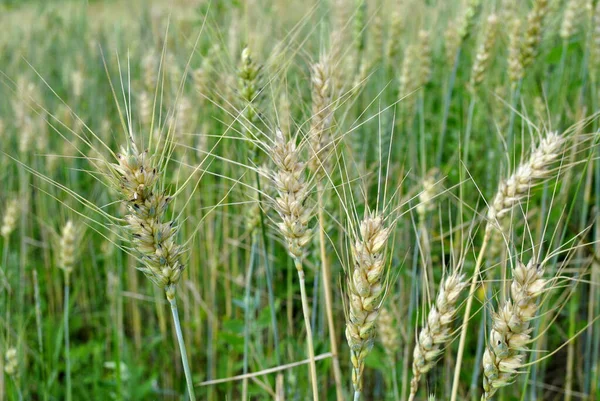 Yeşil Tarla Buğday — Stok fotoğraf