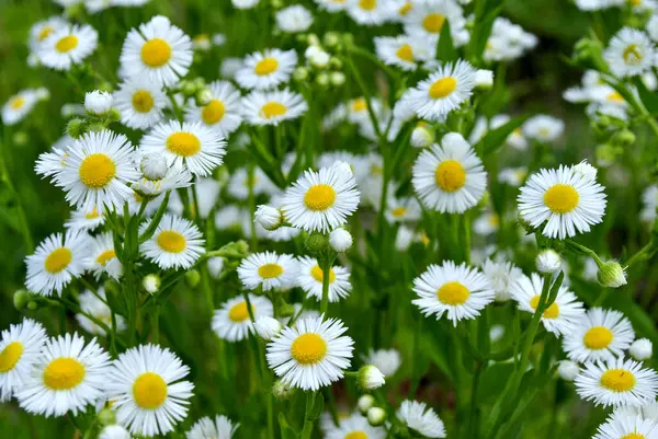Schöne Weiße Gänseblümchen Garten — Stockfoto