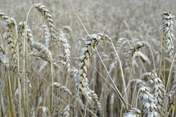 Yazın Buğday Tarlası — Stok fotoğraf