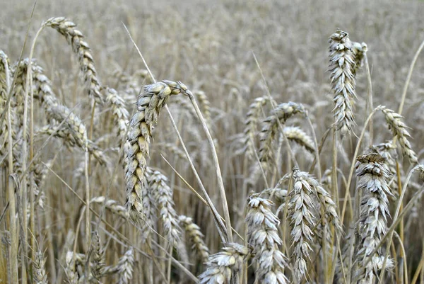 Buğday Kulaklarını Kapat — Stok fotoğraf