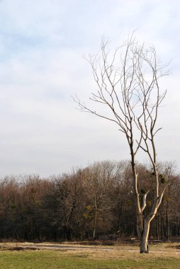 Ormanın içinde yapayalnız bir ağaç.