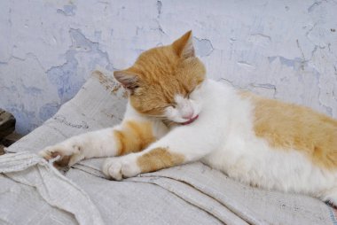 Sokaktaki beyaz kedi