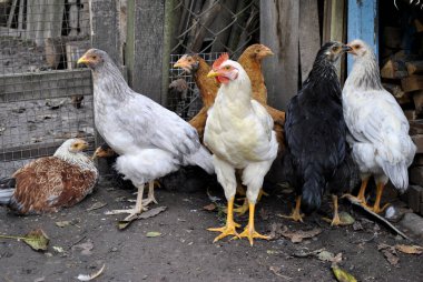 Tavuk ve horoz çiftlikte yürüyor.