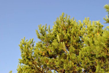 Çam ağacı dalları mavi gökyüzüne, doğa bitki örtüsüne ve yapraklara karşı