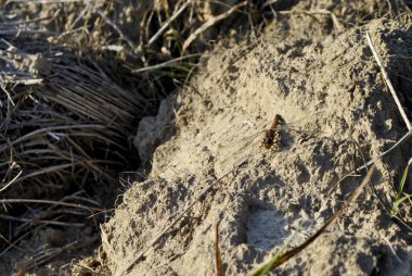 Kahverengi bir kumla küçük bir kuşun yakın çekimi.