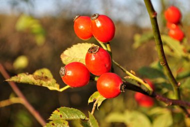 Bahçedeki çalılıklarda üzümlü üzümler