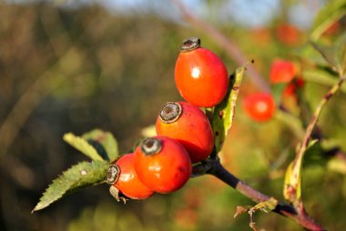 Bahçedeki kırmızı meyveler