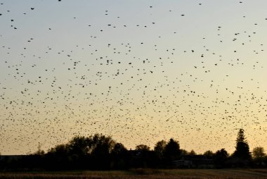Gökyüzündeki kuş sürüsü