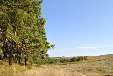 Çam ağaçlı sonbahar ormanı