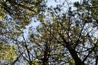 Ormandaki çam ağacı