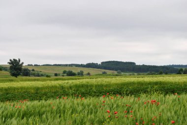 Yazın tarla ve yeşil çimen