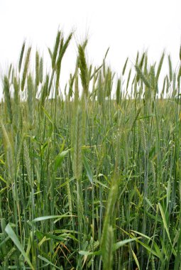 Doğanın güzel manzarası