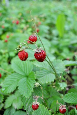 Çalılıklarda taze kırmızı çilekler