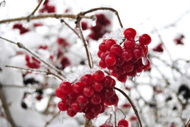 Karda donmuş viburnum