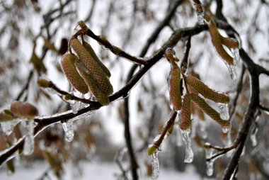 Parkın kış manzarası