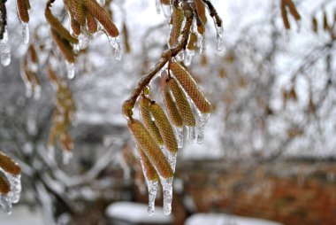 Ağacın dalındaki sarkıtlar
