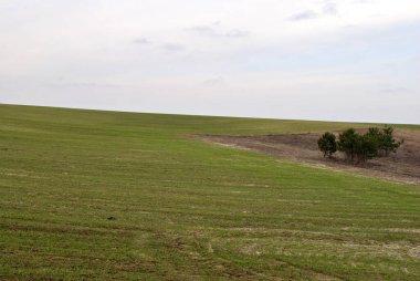 Yeşil bir alan ve arka planda bir ağaç.