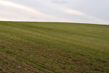 Buğday tarlası ve mavi gökyüzü