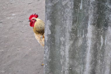 Horoz ve horoz çiftlikte