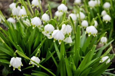 Parkta kar damlası (galanthus nivalis)