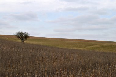 Tepedeki yalnız ağaç