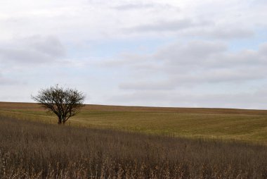 Bir bahar günü tarlada yapayalnız bir ağaç