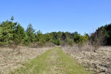 Ormanın güzel manzarası