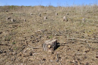 Ormanda ağaç kesme, ormanların tahrip edilmesi.