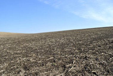 kuru mısır tarlası ve mavi gökyüzü