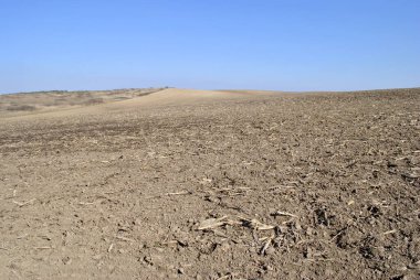 kuru mısır tarlası ve mavi gökyüzü
