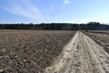 kuru mısır tarlası ve mavi gökyüzü
